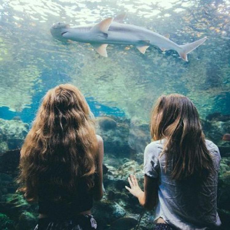 transfer-top@Tristan